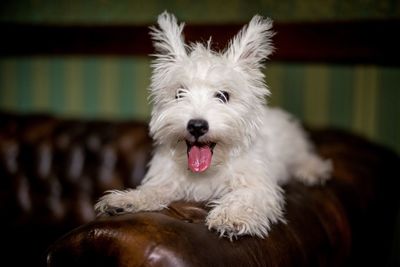 Close-up of dog sticking out tongue