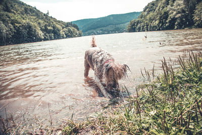 Dog standing at lakeshore