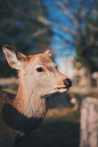 Close-up of deer