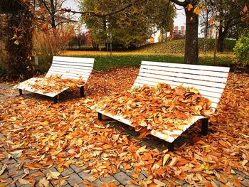 Close-up of autumn leaves on tree