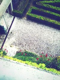 Plant growing in a garden