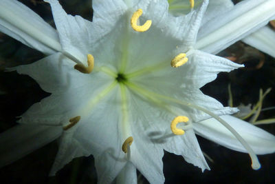 Macro shot of white flower