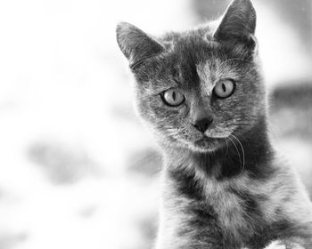 Close-up portrait of a cat