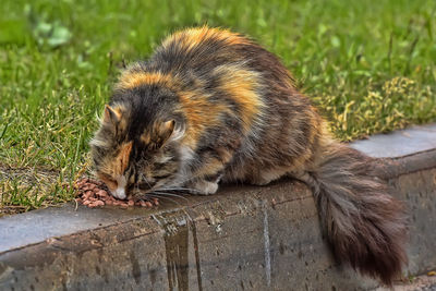 High angle view of a cat