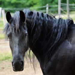 Close-up of black horse