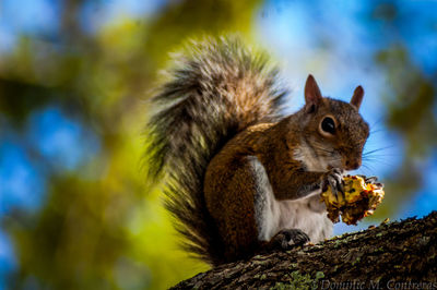 Close-up of squirrel