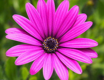 Close-up of pink flower