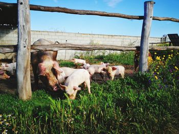 Cows standing in field