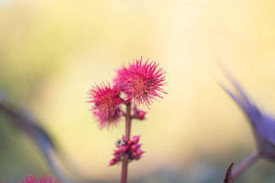 Close-up of pink flowering plant