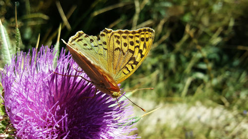 Close-up of butterfly on purple flower