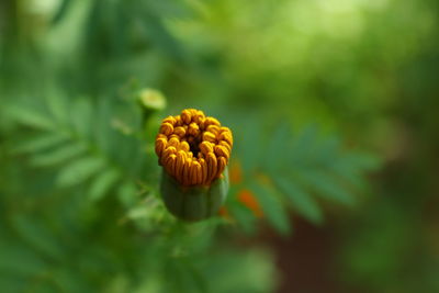 Close-up of yellow flowering plant