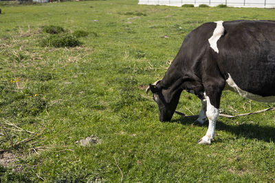 Horse grazing in field