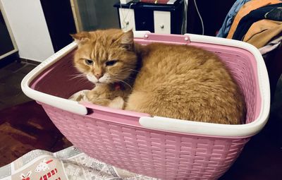 Portrait of cat sitting on chair in basket