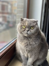 Portrait of a cat