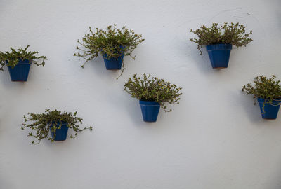 Blue potted plants against white wall