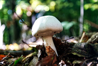 Close-up of mushroom growing on field