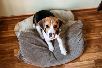 Beagle personality, temperament. beagle puppy at home. little beagle breed dog at his new home.