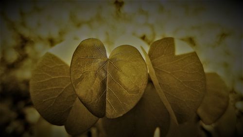 Close-up of leaf