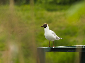 Close-up of seagull perching on wooden post