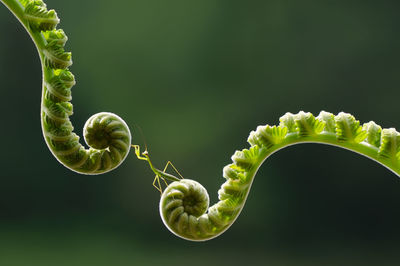 Close-up of green leaf