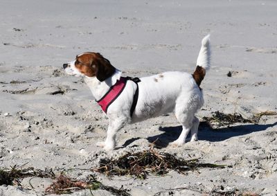 Dog looking away on beach