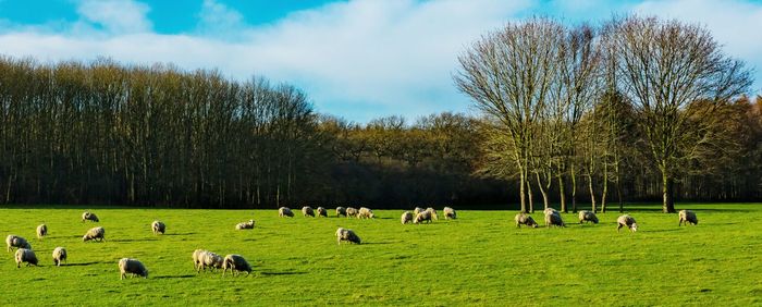 Sheep grazing on grassy field