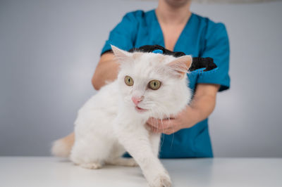 The veterinarian combs out a white fluffy cat with a special glove