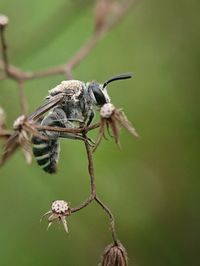 Idling bees left left behind