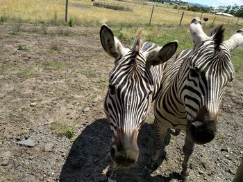 Zebras on field