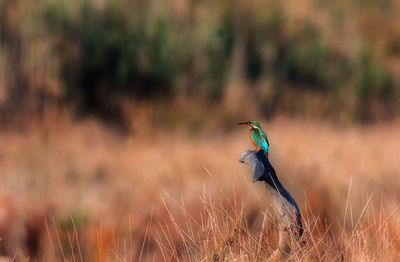 Bird perching on plant