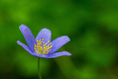 Close-up of purple crocus flower