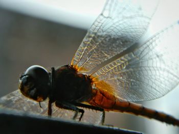 Close-up of insect on leaf