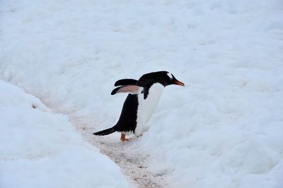 Bird on snow