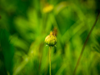 Close-up of insect on flower