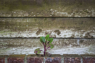 Close-up of plant against wall