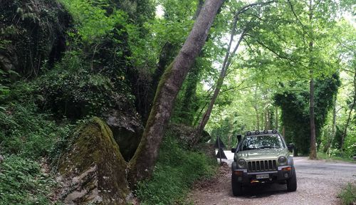 Cars on tree in forest