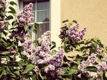Close-up of purple flowers blooming outdoors