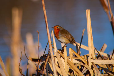 Close-up of robin perching on reed's 