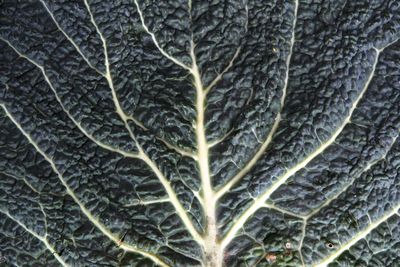 Full frame shot of tree