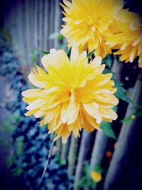 Close-up of yellow flower