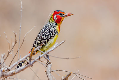 Close-up of bird perching on a branch