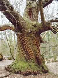 Low angle view of trees in forest