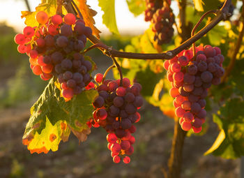 Close-up of grapes growing on tree