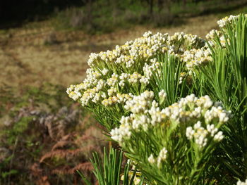 Close-up of white flowering plant on field