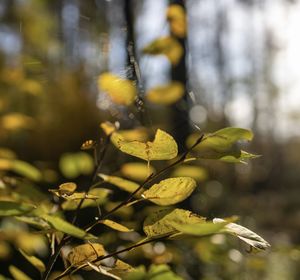 Close-up of fresh green leaves on plant