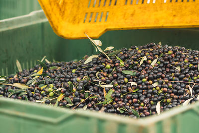 Oil production at the factory after the olives harvesting, black and green ripe olives in the box