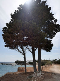 Tree by sea against sky