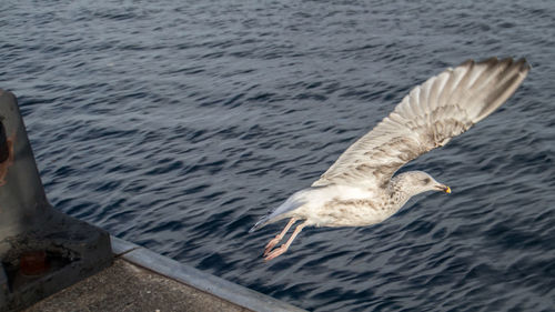 High angle view of seagull flying over sea