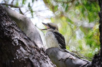 Low angle view of native australian bird perching on tree