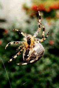 Close-up of spider on web